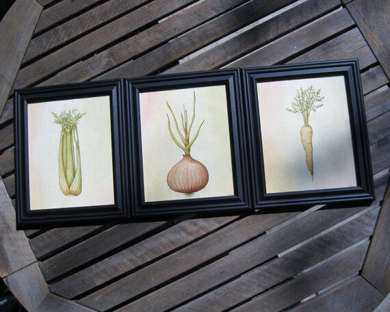 Onion Watercolor Mirepoix Print On Fine Art Paper Giclee Etsy