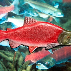 May include: A close-up of a red salmon fish with a green head and white belly. The fish is swimming in a school of other salmon.