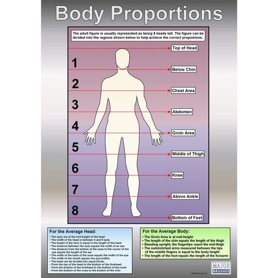 Body Proportions Drawing Chart