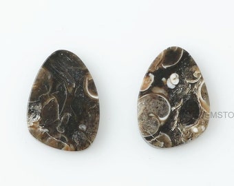 Turritella Agate 14x20 mm Fancy Shape Gemstone-Wholesale Gemstone-Calibrated Cabochons-Turritella Gemstone- 2pcs