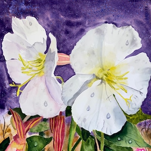 Desert Primrose with Dewdrops Fine Art Print from my Painting Original Watercolor image 1