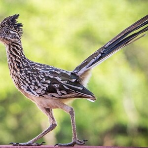 Print of Roadrunner from my Painting Original Watercolor, Desert Southwestern Decor, Southwest Art Bird Wall Art, Road runner bird image 5