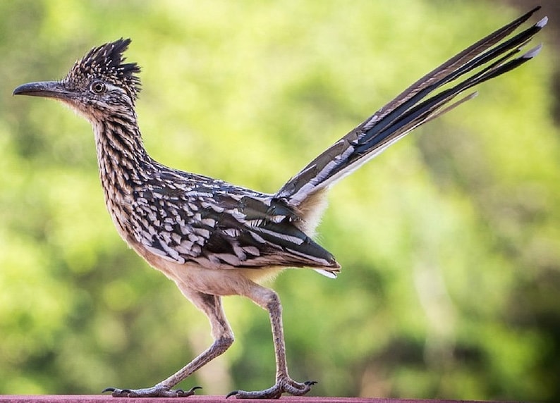 Print of Roadrunner from my Painting Original Watercolor, Desert Southwestern Decor, Southwest Art Bird Wall Art, Road runner bird image 5