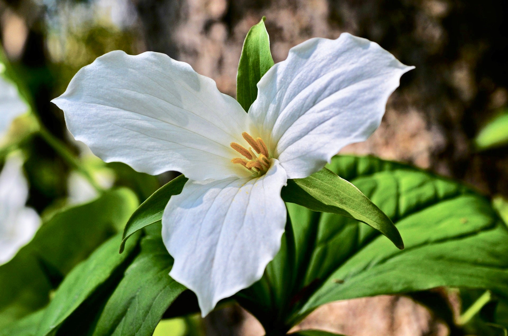 Trillium Fine Art Print from my Original Watercolor Painting Etsy