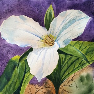 Colorado Wild Flower Prints Stunning Gallery Wall From My Original Paintings Trillium Unframed