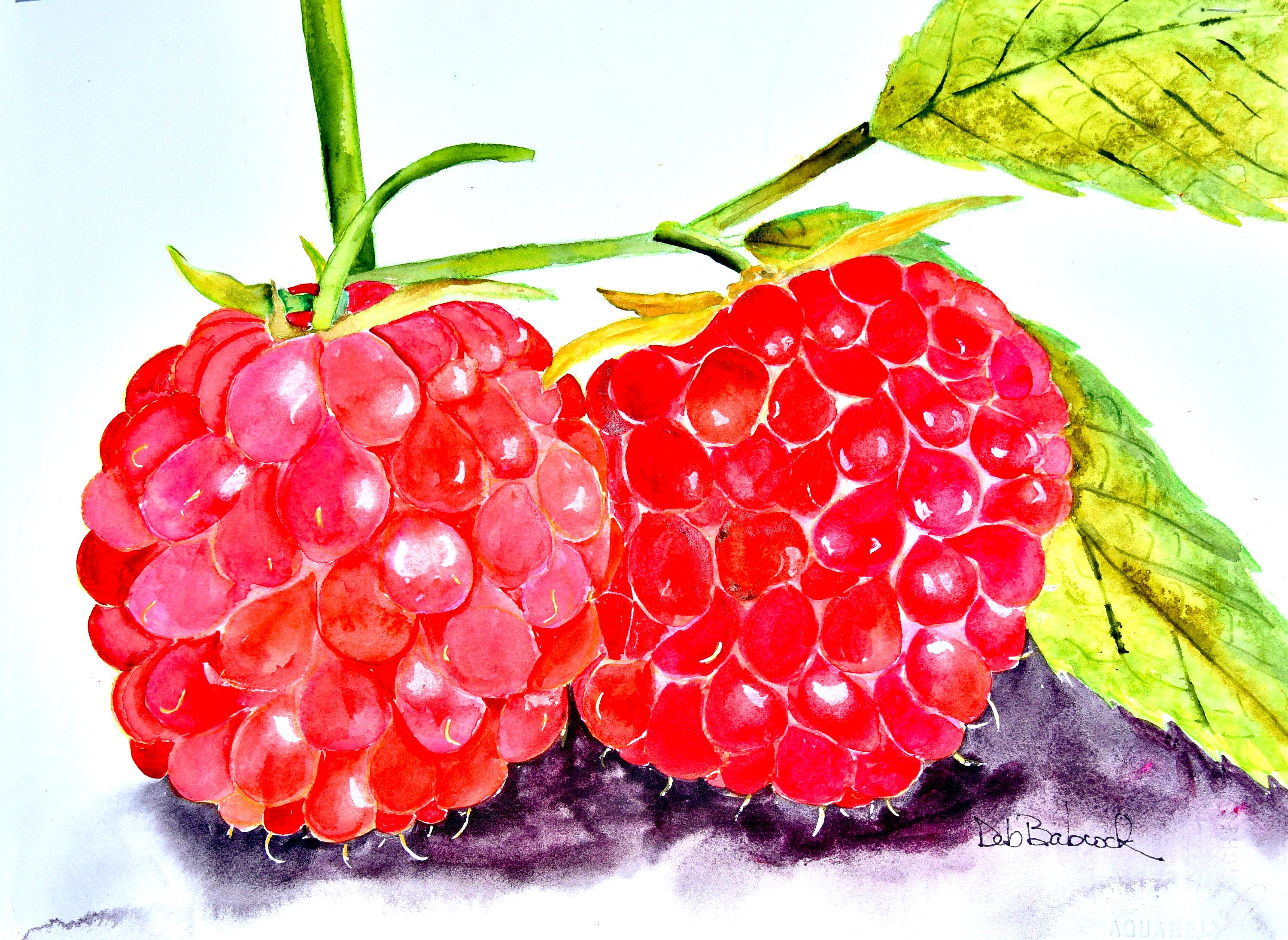 Raspberry Watercolor Painting: Original Kitchen Art by Deb Babcock ...