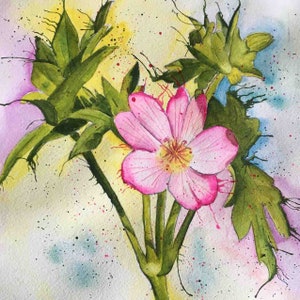 Colorado Wild Flower Prints Stunning Gallery Wall From My Original Paintings Geranium Unframed