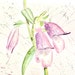 see more listings in the PRINTS: Flowers section