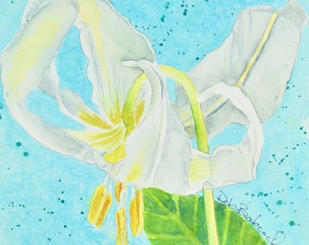 Original Watercolor Painting of Fawn Iris -- Oregon Wildflower