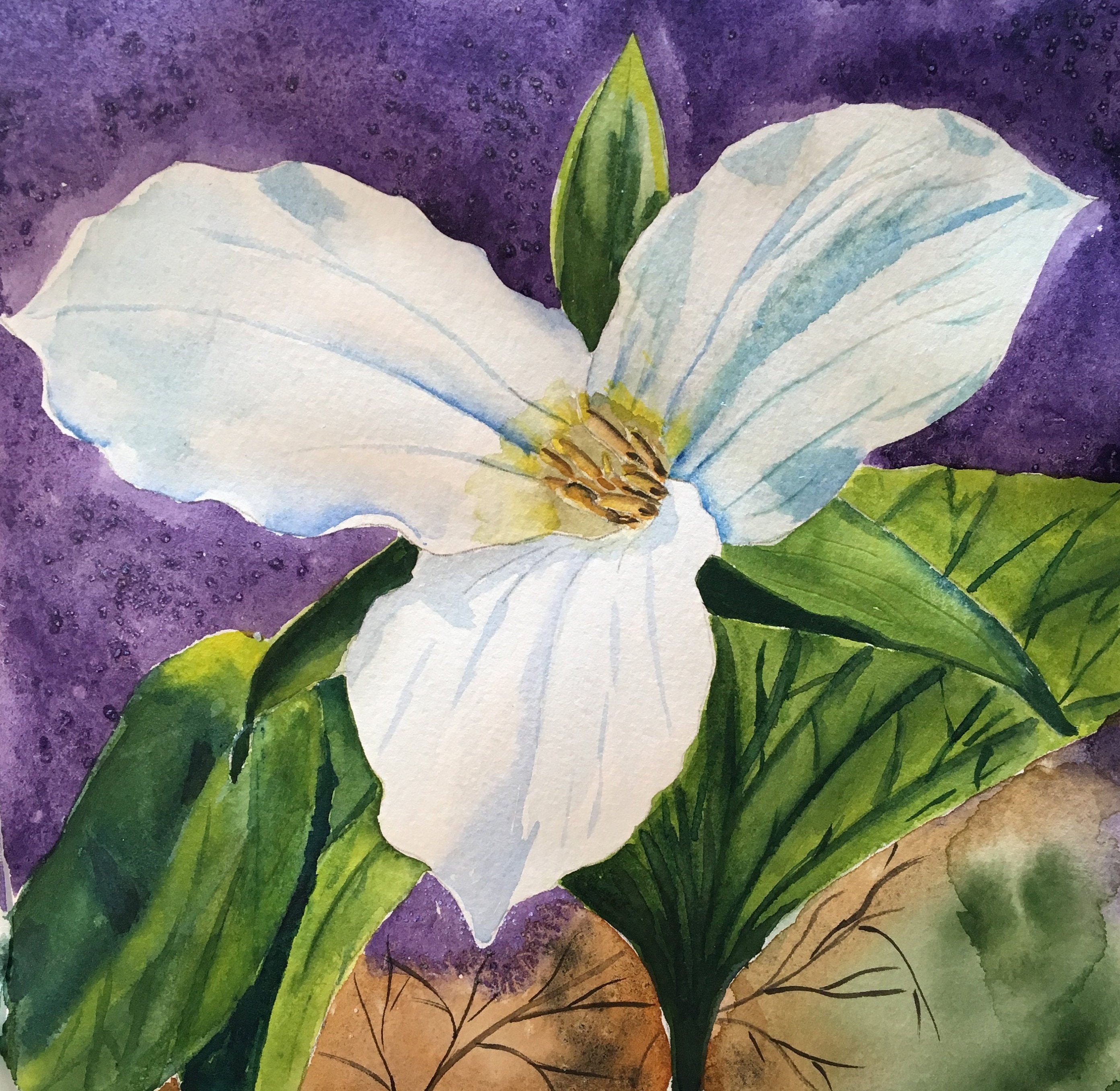 Fine Art Print of Trillium from Original Watercolor Painting. Etsy