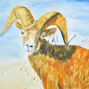 Big Horn Sheep Watercolor Print: Colorado Mountain Wildlife Art