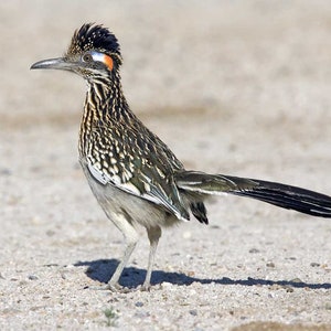 Running Roadrunner Fine Art Print image 6