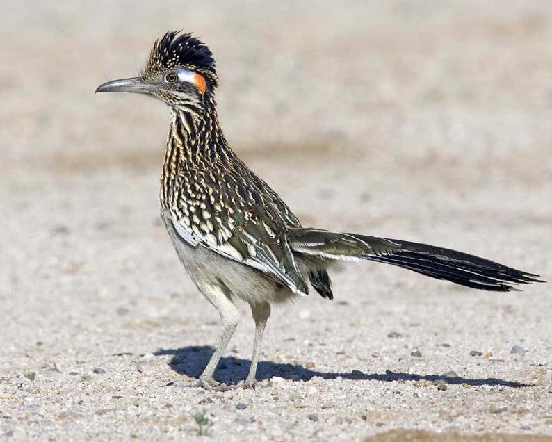 Running Roadrunner Fine Art Print image 6