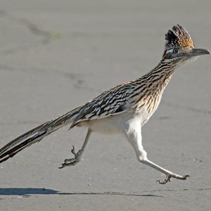 Print of Roadrunner from my Painting Original Watercolor, Desert Southwestern Decor, Southwest Art Bird Wall Art, Road runner bird image 6