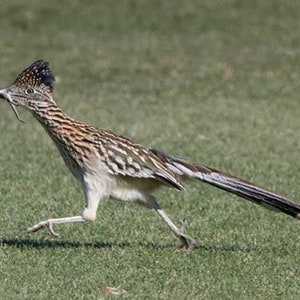 Running Roadrunner Fine Art Print image 7