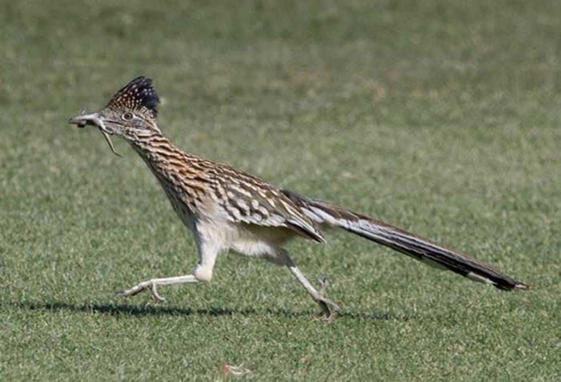 Running Roadrunner Fine Art Print image 7