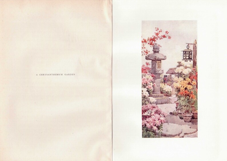 A Chrysanthemum Garden by Ella Du Cane Vintage Colour Book Etsy