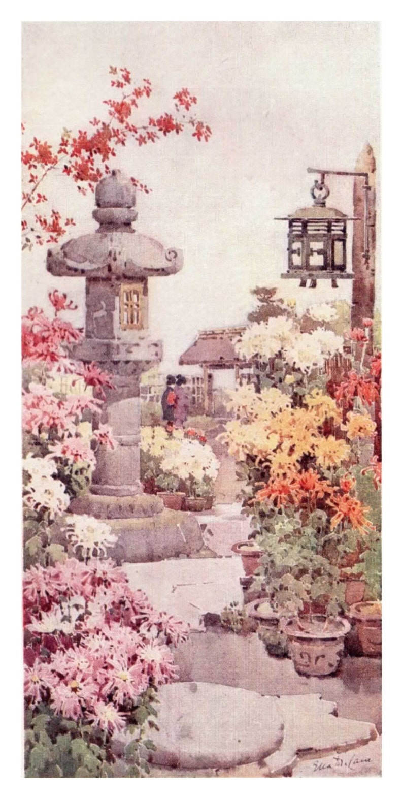 A Chrysanthemum Garden by Ella Du Cane Vintage Colour Book Etsy