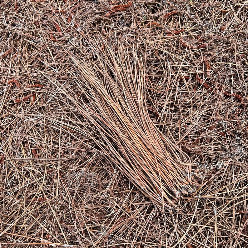 Long Leaf Pine Needles, Dried, for Basket Weaving, Coiling, Crafting ...