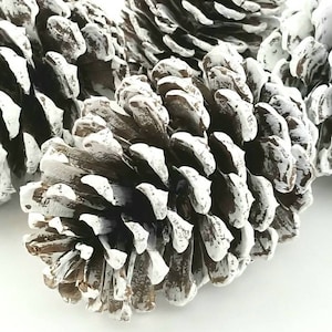 May include: Close-up of several brown pine cones with white accents. The pine cones are arranged closely together, with the white paint highlighting the edges of the scales. The image is well-lit, showcasing the natural texture and details of the cones.