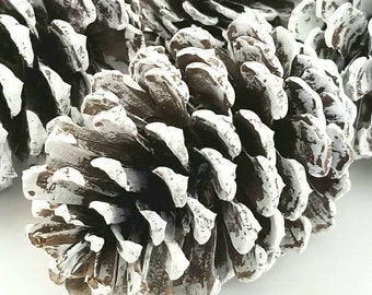 Natural Pine Cones, Large Pine Cones, Rustic Pine Cones, Pinecone Wedding Decor, Christmas Ornaments, Pine Cone Decor, Winter  Decorations