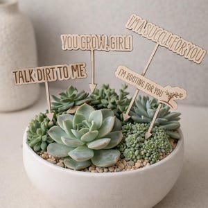 May include: A white ceramic bowl filled with assorted succulents and small pebbles. Wooden signs with phrases like "Talk Dirt to Me" and "I'm Rooting for You" are placed among the plants. The succulents are various shades of green.