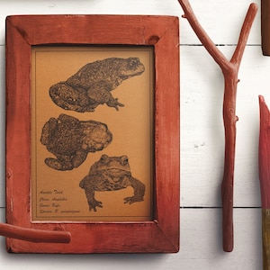 May include: A framed illustration of three toads with the text "Asiatic Toad, Class: Amphibia, Genus: Bufo, Species: B. gargarizans".