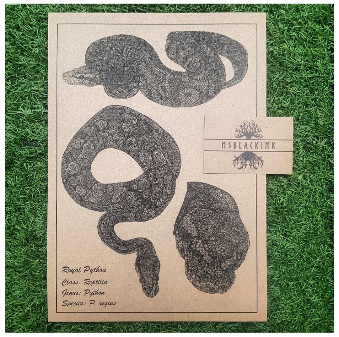 Royal Python A4 Limited Edition Signed Print 2020 | Etsy