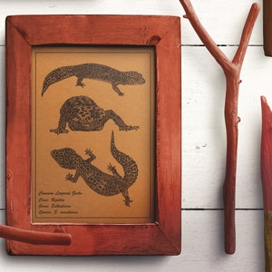 Common Leopard Gecko A4 Limited Edition Signed Print 2020