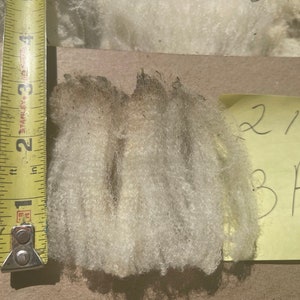Beautiful Corriedale x Merino Half Raw Fleece