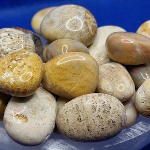 FOSSIL CORAL Large polished stone natural mineral Collectibles Crystal therapy chakra yoga meditation Aura gift Ki jade quartz