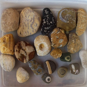 May include: A white plastic container filled with a variety of smooth, colourful stones. The stones are mostly brown, beige, and white with some black and white patterns.