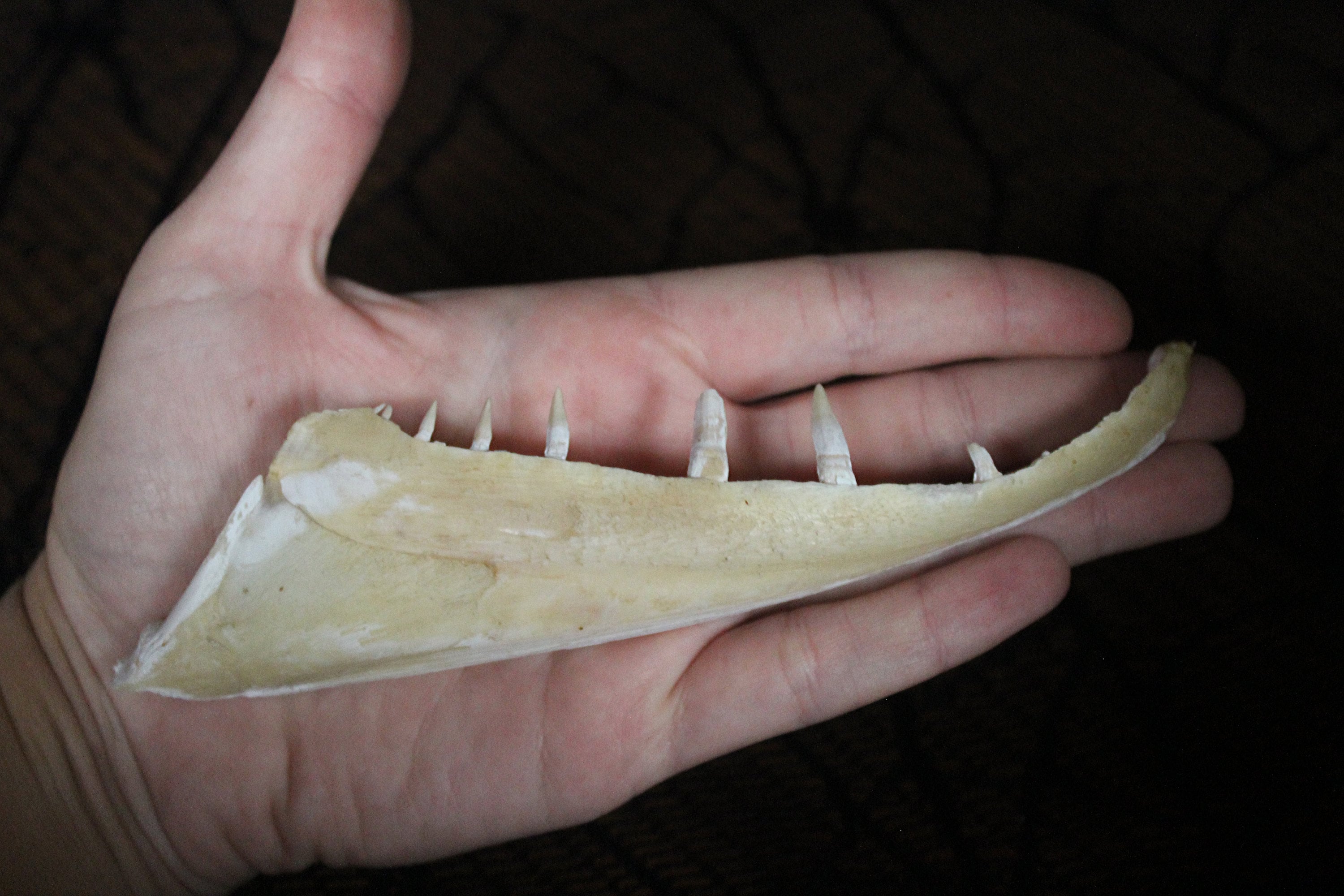 Real Bulk Muskie & Pike Jaw Bones Teeth Fish Jaws Fangs Etsy UK