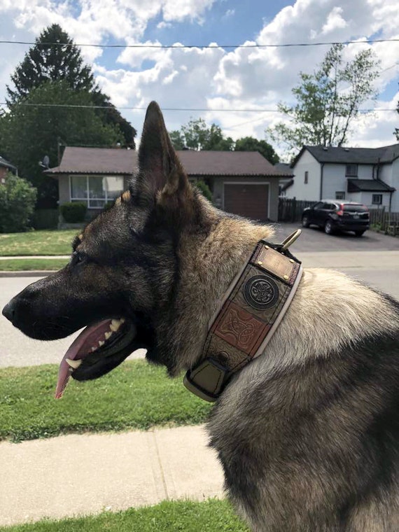 Hundehalsband aus olivgrnem Leder, keltische Hunde, personalisiertes  breites Halsband - Etsy sterreich