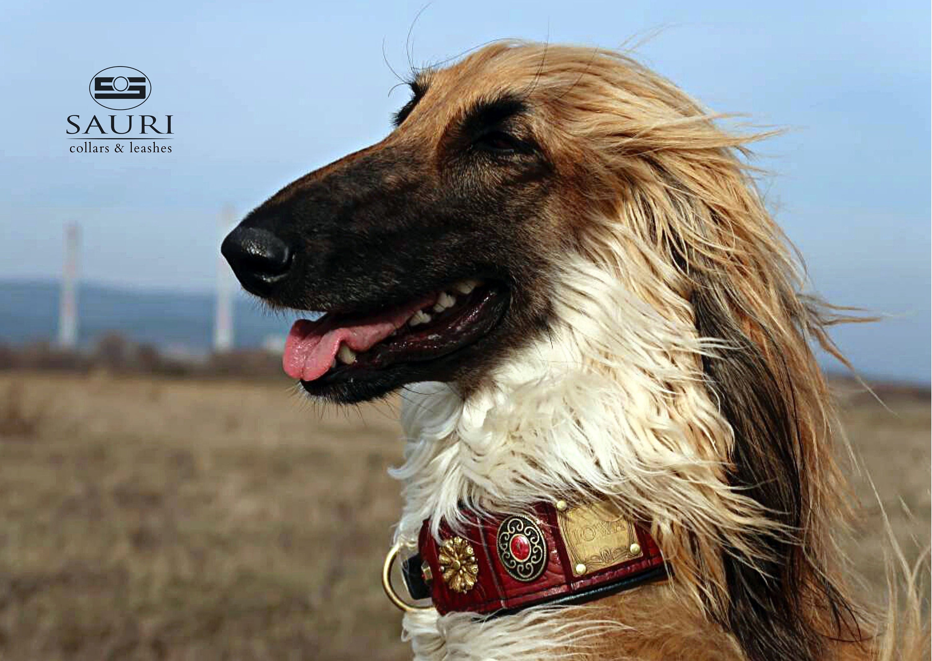 Best collar for long hair dogs 2025