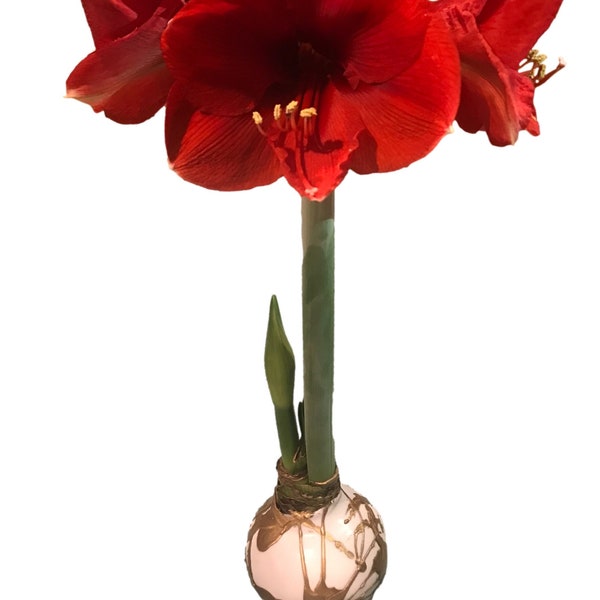 Amaryllis Bulbs Free Shipping - Etsy