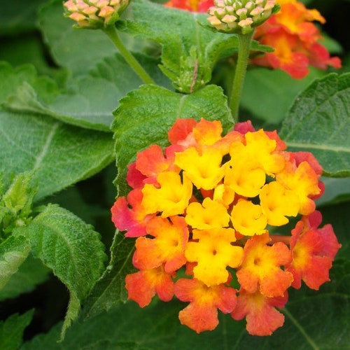 Confetti Lantana Camara Flowers Two 2 Live Plantsnatural Etsy