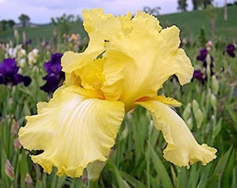 ACEO Print Bearded Iris Pale Purple Yellow Accents Flower