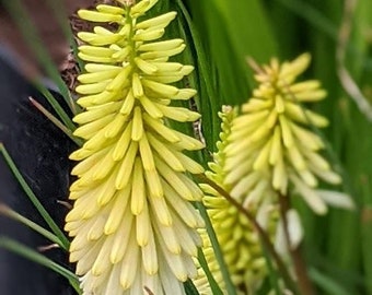 Hot Poker Woodwork Hot Poker Woodwork