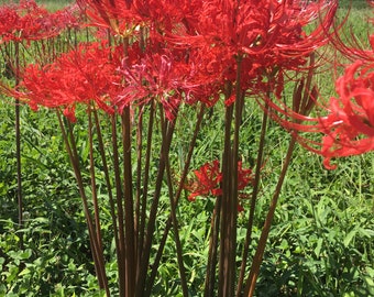 Red Spider Lily Etsy