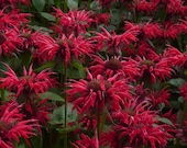 Bee Balm Gardenview Scarlet Monarda Plants in Separate 4 inch containers- Daylily Nursery one plant per pot, you choose amount