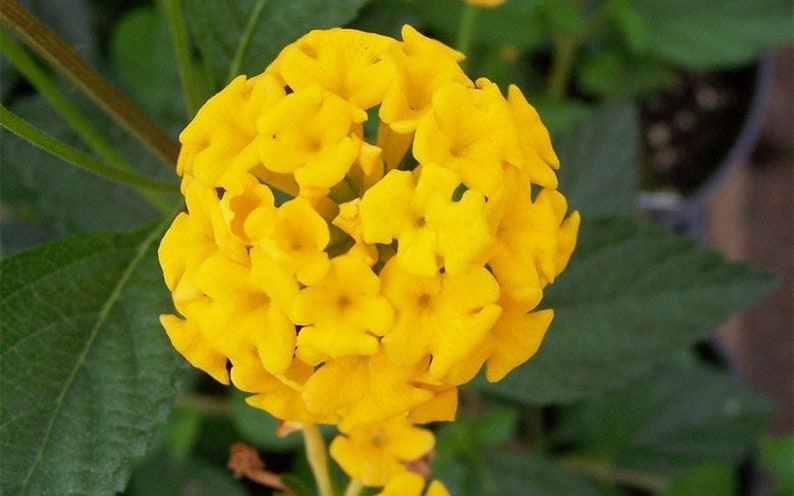 New Gold Lantana Camara Flowers Two 2 Live PlantsNatural