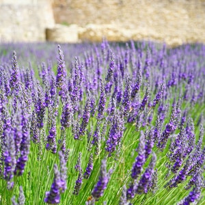 Pu&ograve; includere: Un campo di fiori di lavanda viola in fiore. I fiori sono a fuoco, mentre lo sfondo &egrave; sfocato.