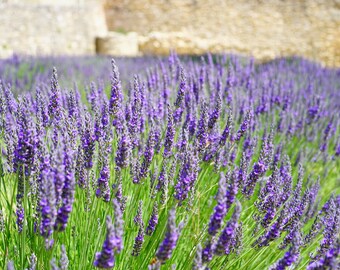 Munstead Lavender Plants in 4 Inch Pots. Do not order in Extreme hot or cold. It does not like to travel in extreme temps.