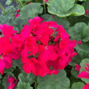 Geranium Maverick, Violet 3.5" pots- Deer Resistant!! Attracts butterflies, hummingbirds