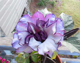 Purple People Eater Angel Trumpet Seeds--Free Shipping!!