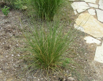 Prairie Dropseed Grass Sporobolus in a 4" pot
