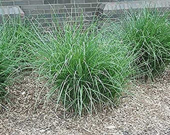 Gracillimus Miscanthus Maiden Grass in 4 Inch Containers