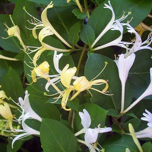 Native Honeysuckle Vine Plant, Rooted Vines - Small Plant 3.5 inch pot, you choose amount