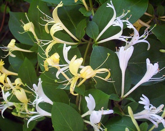 Native Honeysuckle Vine Plant, Rooted Vines - Small Plant 3.5 inch pot, you choose amount